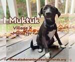 Muktuk - Male Colonial Cocker Spaniel-Siberian Husky Mix Dog for Adoption - Small photo