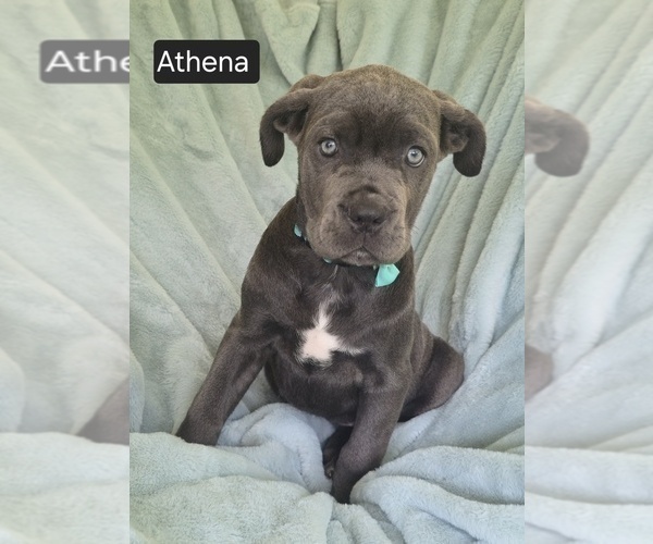 Medium Photo #9 Cane Corso Puppy For Sale in MINERAL WELLS, WV, USA