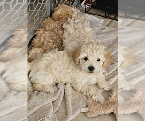 Bichpoo Puppy for sale in GOODYEAR, AZ, USA