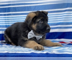 German Shepherd Dog Puppy for sale in LANCASTER, PA, USA