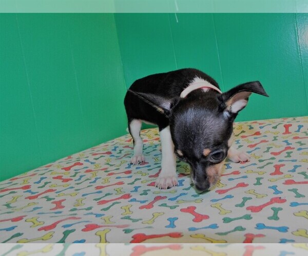Medium Photo #4 Chihuahua Puppy For Sale in PATERSON, NJ, USA