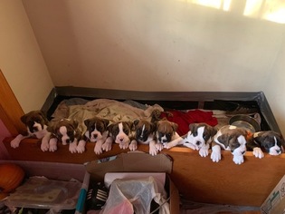 Boxer Puppy for sale in CHARLOTTESVILLE, VA, USA