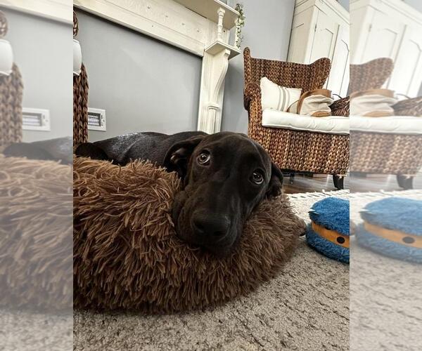 Medium Photo #7 Bulldog-Labrador Retriever Mix Puppy For Sale in Tarrytown, GA, USA