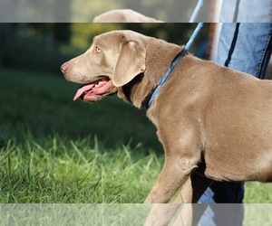 Mother of the Labrador Retriever puppies born on 07/24/2026