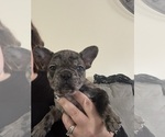 Small Photo #5 French Bulldog Puppy For Sale in LITCHFIELD, OH, USA