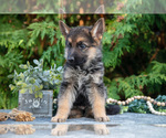 Small Photo #9 German Shepherd Dog Puppy For Sale in BREMEN, IN, USA