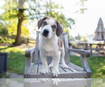 Small #5 Beagle Mix