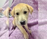 Small #8 Golden Retriever Mix