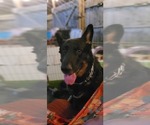 Small #1 German Shepherd Dog