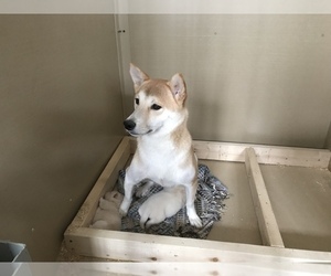 Mother of the Shiba Inu puppies born on 11/07/2020