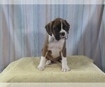 Puppy Big Ben Boxer