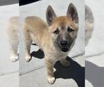Small German Shepherd Dog Mix