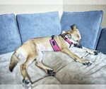 Small #4 German Shepherd Dog Mix