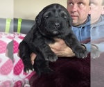 Small Photo #11 Caucasian Shepherd Dog Puppy For Sale in TWINING, MI, USA