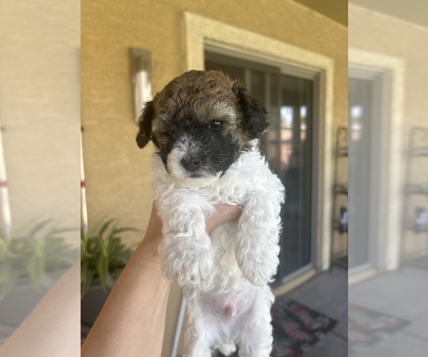 Medium Photo #1 Pyredoodle (Toy) Puppy For Sale in TOLLESON, AZ, USA