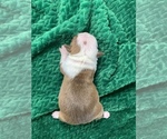 Small Photo #57 Boston Terrier Puppy For Sale in TULARE, CA, USA