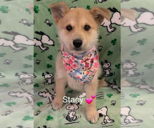 Medium Photo #1 Golden Shepherd Puppy For Sale in SHERBURNE, NY, USA