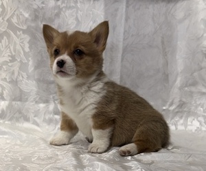 Pembroke Welsh Corgi Puppy for sale in STANLEY, WI, USA