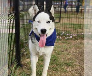 Siberian Husky Dogs for adoption in San Antonio, TX, USA