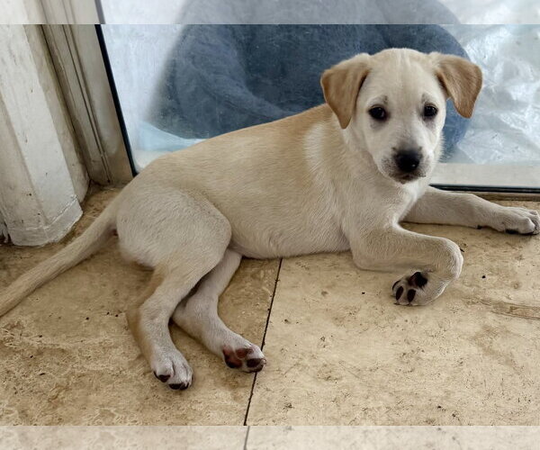 Medium Photo #1 - Mix Puppy For Sale in Boca Raton, FL, USA