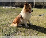 Small Photo #1 Shetland Sheepdog Puppy For Sale in KINGSPORT, TN, USA