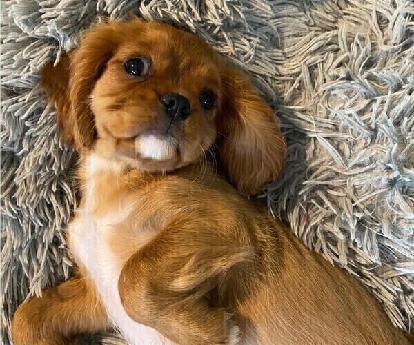 Medium Photo #4 Cavalier King Charles Spaniel Puppy For Sale in AUSTIN, TX, USA