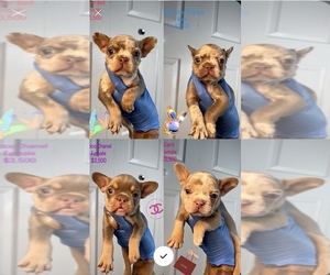French Bulldog Litter for sale in SILVER SPRING, MD, USA