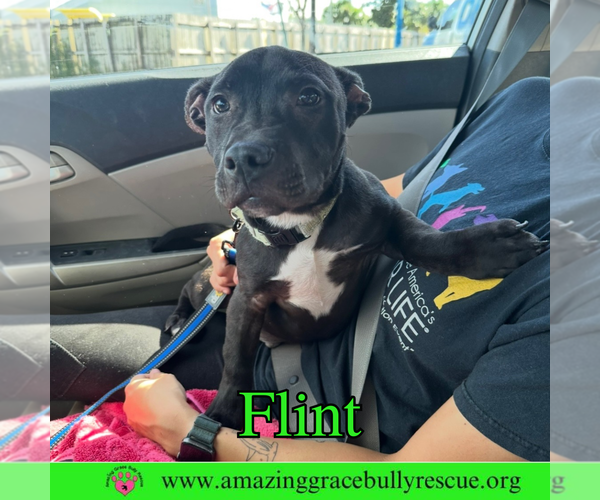 Medium Photo #3 American Bulldog-Unknown Mix Puppy For Sale in Pensacola, FL, USA