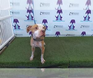 American Pit Bull Terrier Dogs for adoption in Orlando, FL, USA