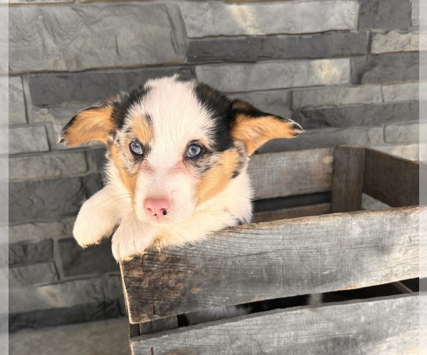 Medium Photo #3 Pembroke Welsh Corgi Puppy For Sale in MIDDLEBURY, IN, USA