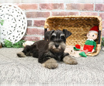 Small #2 Schnauzer (Miniature)