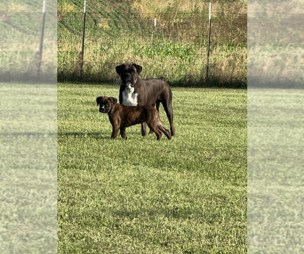 Medium Photo #2 Boxer Puppy For Sale in COXS CREEK, KY, USA