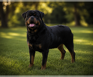 Mother of the Rottweiler puppies born on 08/12/2026