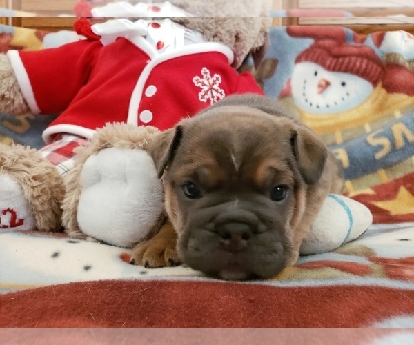 Medium Photo #4 Bulldog Puppy For Sale in SPRINGFIELD, MO, USA