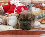 Small Photo #4 Bulldog Puppy For Sale in SPRINGFIELD, MO, USA