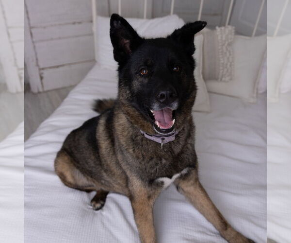 Medium Photo #3 Siberian Husky-Unknown Mix Puppy For Sale in Fargo, ND, USA