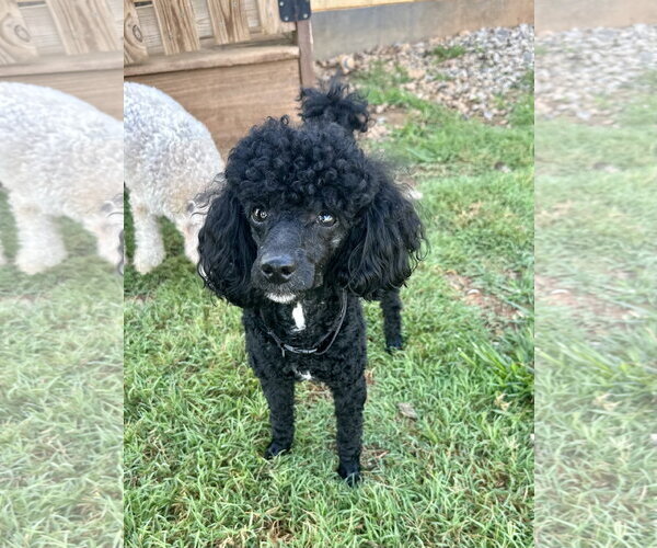 Medium Photo #1 Poodle (Toy) Puppy For Sale in Pacolet, SC, USA