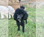 Small Poodle (Toy)