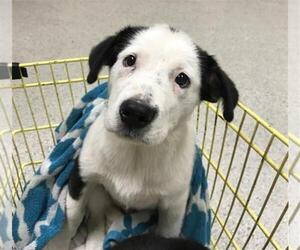 Mutt Dogs for adoption in Conroe, TX, USA