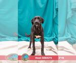 Small #1 Labrador Retriever Mix