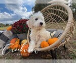 Puppy Coop Havachon