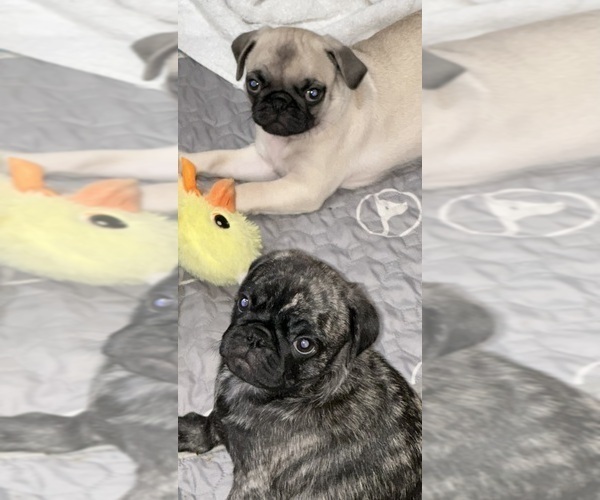 Medium Photo #2 Pug Puppy For Sale in TROY, MO, USA