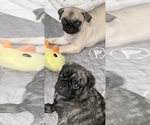 Small #1 Pug