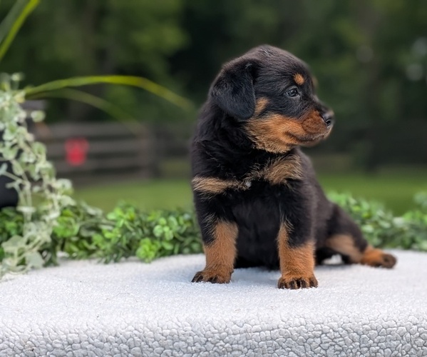 Medium Photo #6 Rottweiler Puppy For Sale in GOSHEN, IN, USA