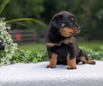 Small #5 Rottweiler