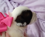 Small Photo #5 Saint Bernard Puppy For Sale in EDINBURG, PA, USA