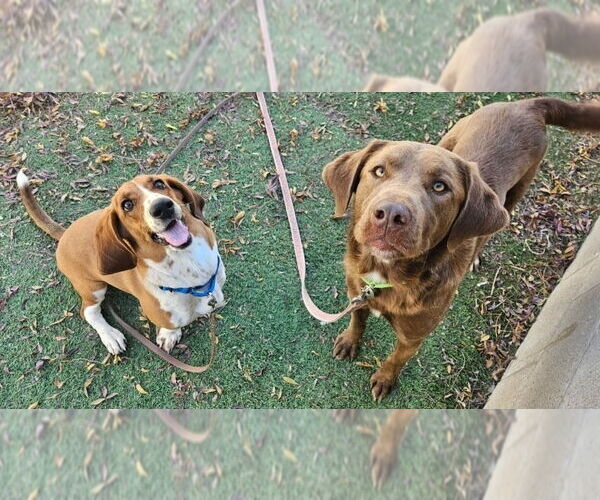 Medium Photo #4 Labrador Retriever-Unknown Mix Puppy For Sale in Lakewood, CO, USA