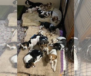 Beagle Puppy for sale in BROWNSVILLE, OR, USA