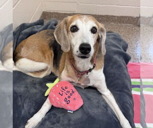 Mutt Dogs for adoption in Hilton Head, SC, USA