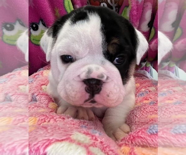 Medium Photo #40 English Bulldog Puppy For Sale in FAYETTEVILLE, NC, USA
